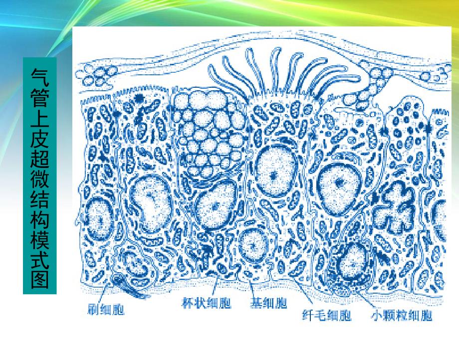 呼吸系统生理及常见病_第4页