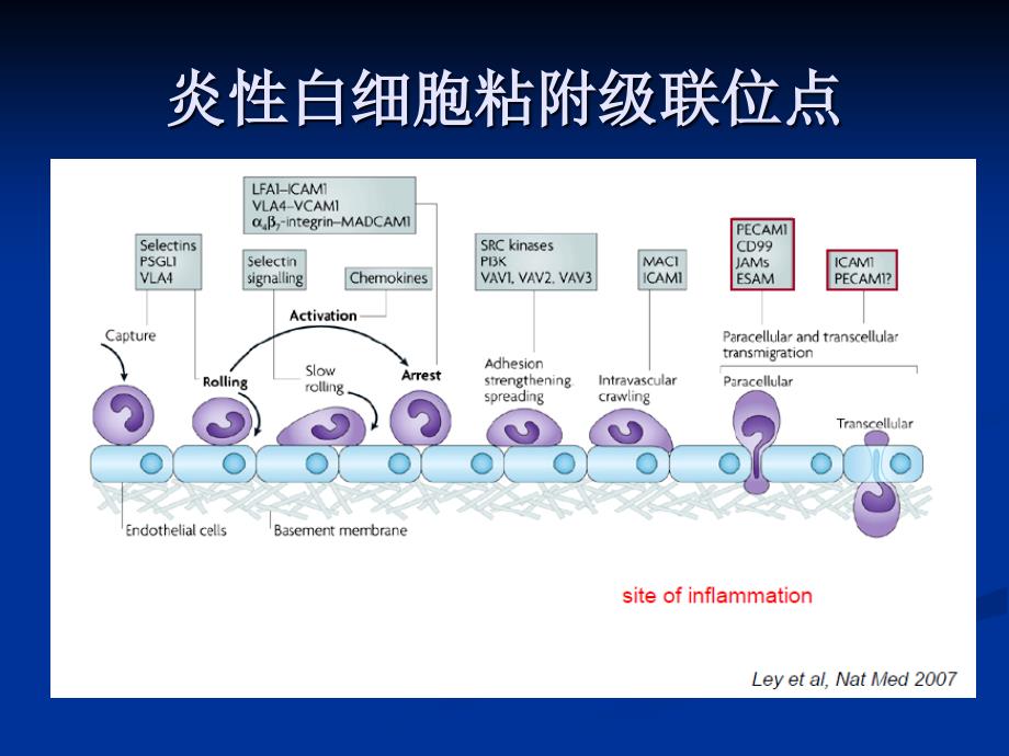 中性粒细胞：免疫培训讲学_第2页