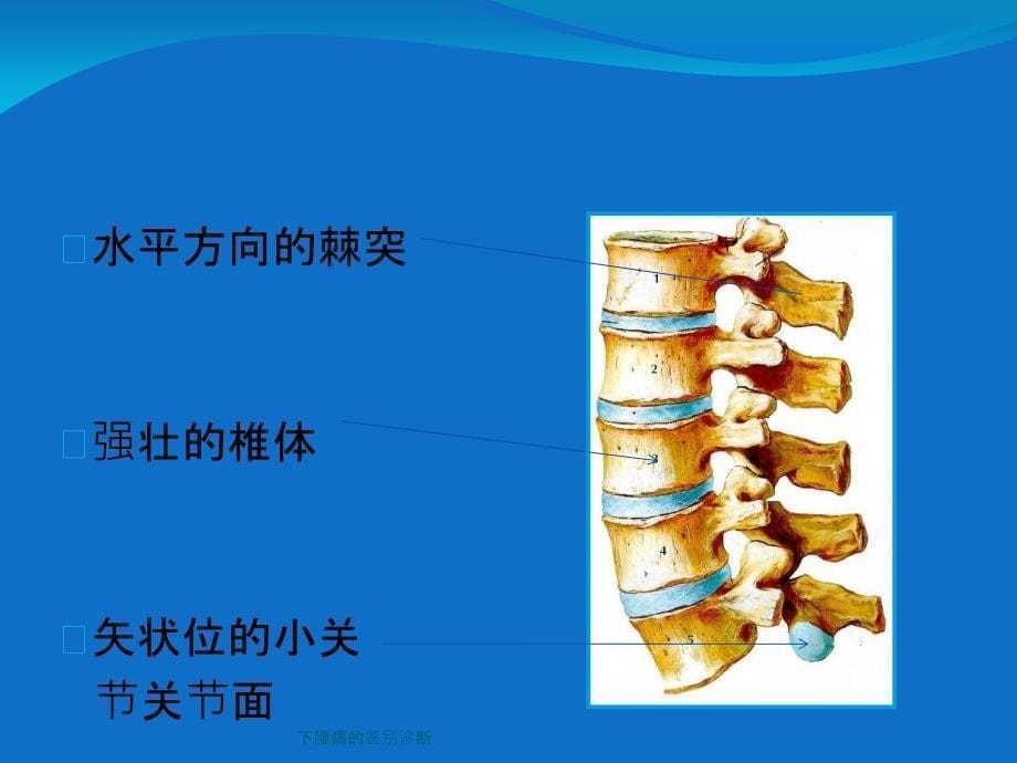 下腰痛的鉴别诊断ppt课件_第5页