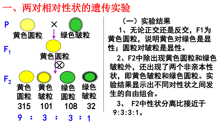 必修二1.2孟德尔杂交实验二_第4页