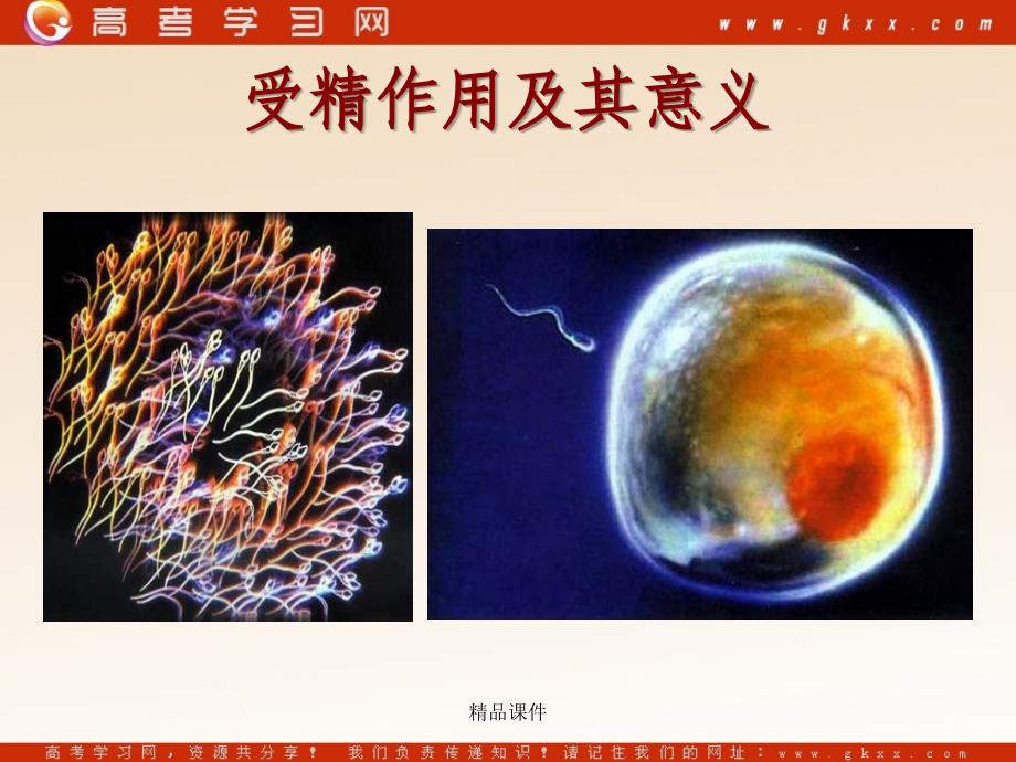 高中生物《有性生殖》课件1（16张PPT）（苏教版必修2）_第3页