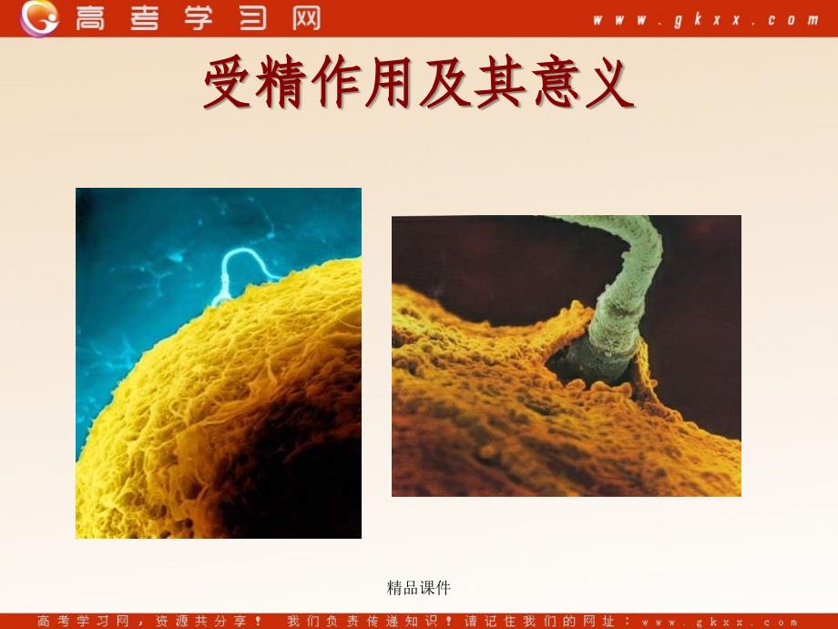 高中生物《有性生殖》课件1（16张PPT）（苏教版必修2）_第4页