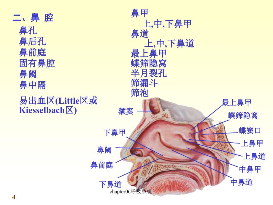 chapter06呼吸系统课件_第4页