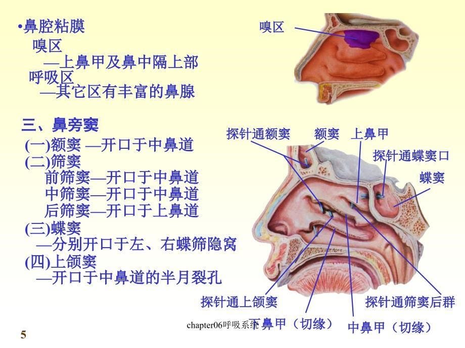 chapter06呼吸系统课件_第5页