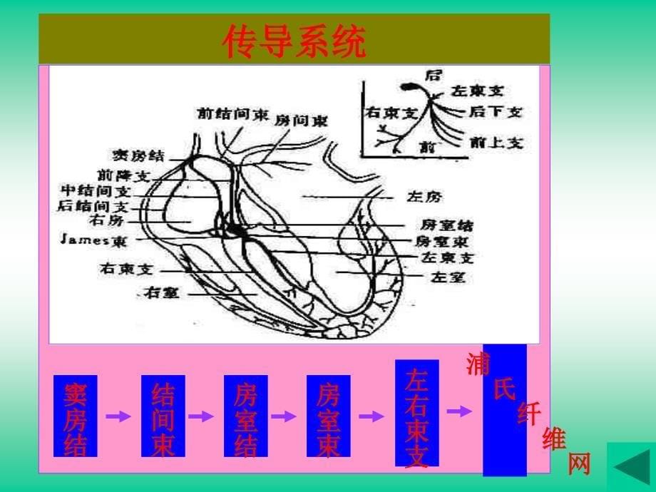 形成肢体导联心电图课件_第5页