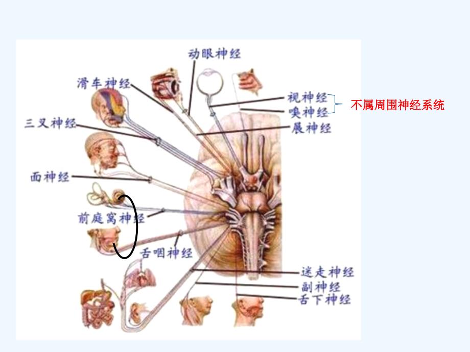 周围神经病的诊断课件_第2页