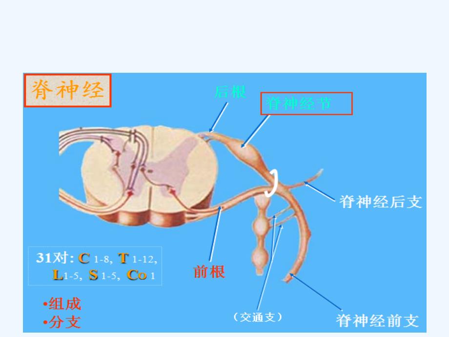 周围神经病的诊断课件_第4页