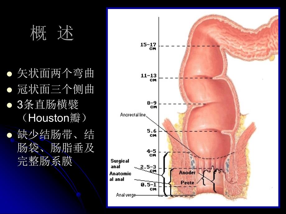 直肠肛管解剖PPT课件_第3页