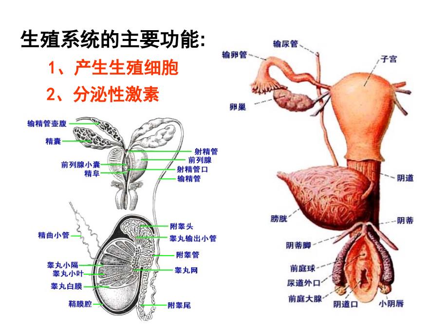 正常人体解剖学：12_生殖系统_第3页