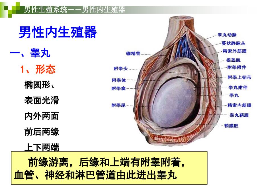 正常人体解剖学：12_生殖系统_第4页