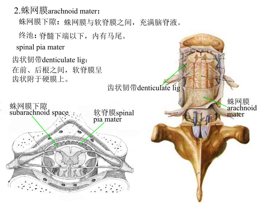 脑和脊髓的被膜血管及脑脊液北医_第4页