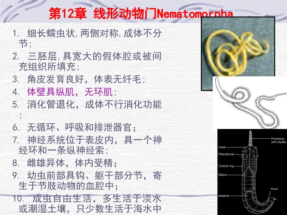 12-17线形-曳鳃_第1页