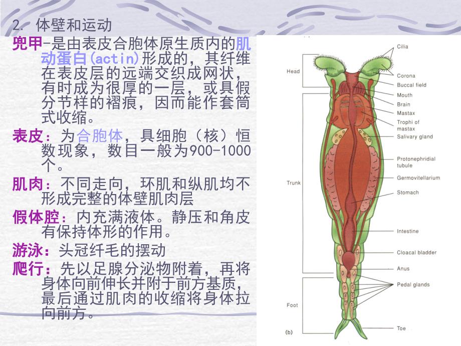 12-17线形-曳鳃_第4页