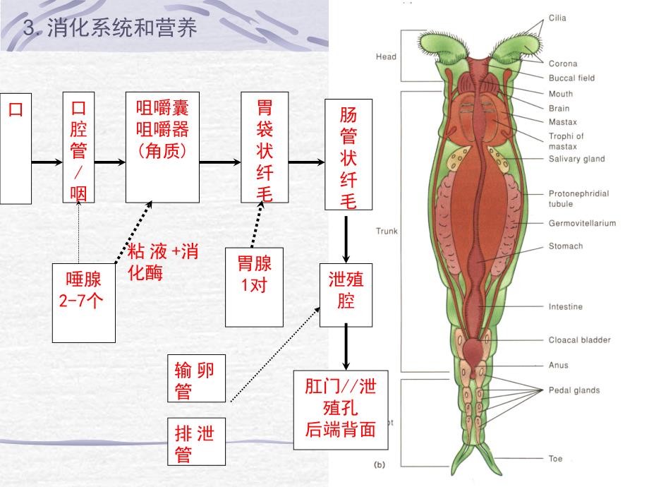 12-17线形-曳鳃_第5页