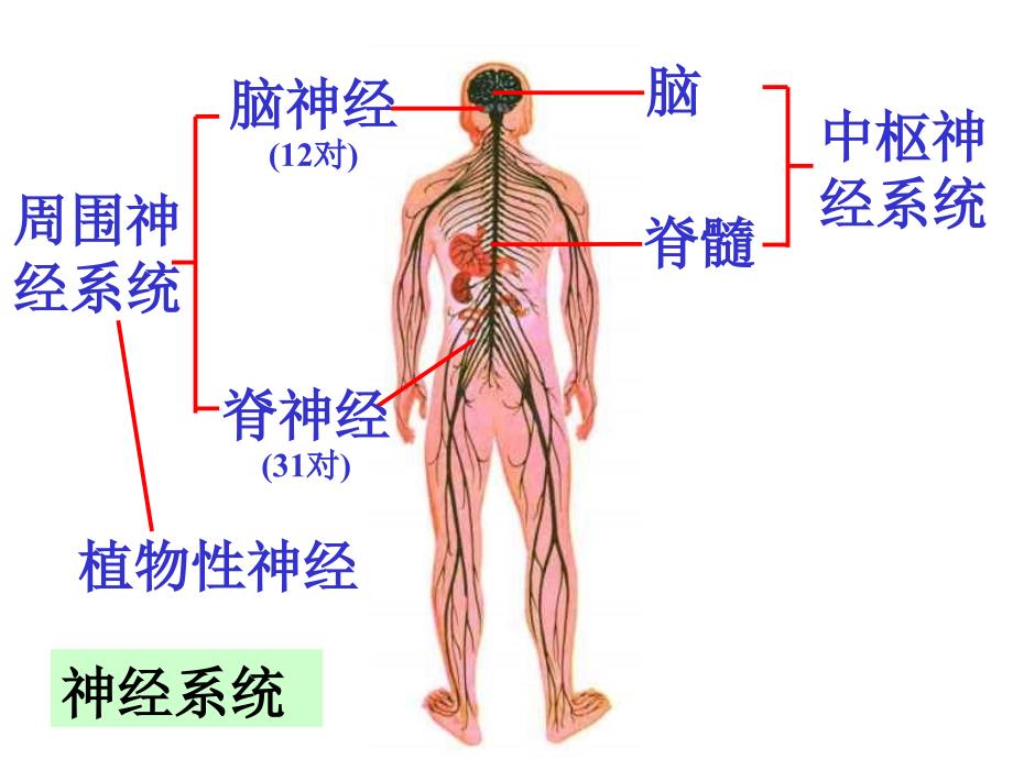 神经调节2课时_第3页