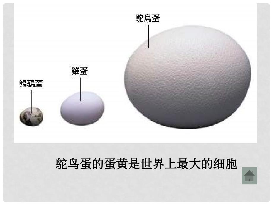 八年级生物 鸟的生殖和发育3课件_第3页