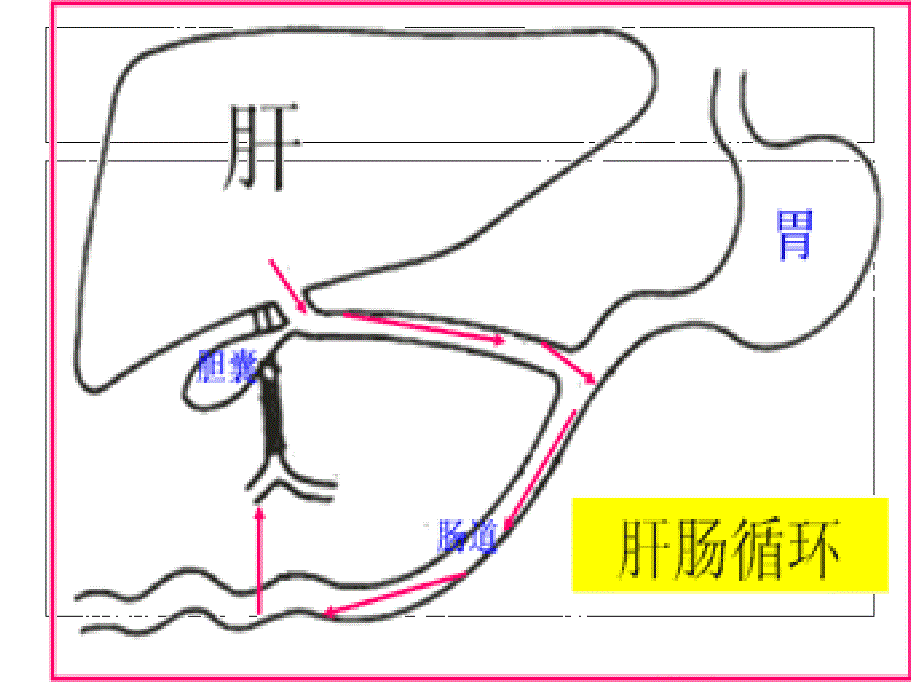 肝功能-图文(精)课件_第4页