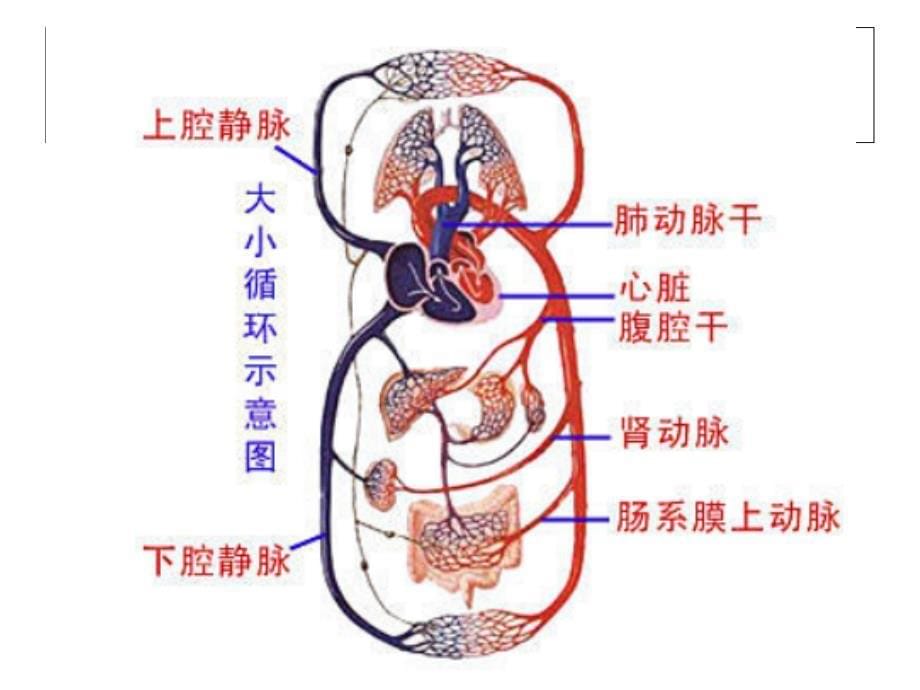 肝功能-图文(精)课件_第5页