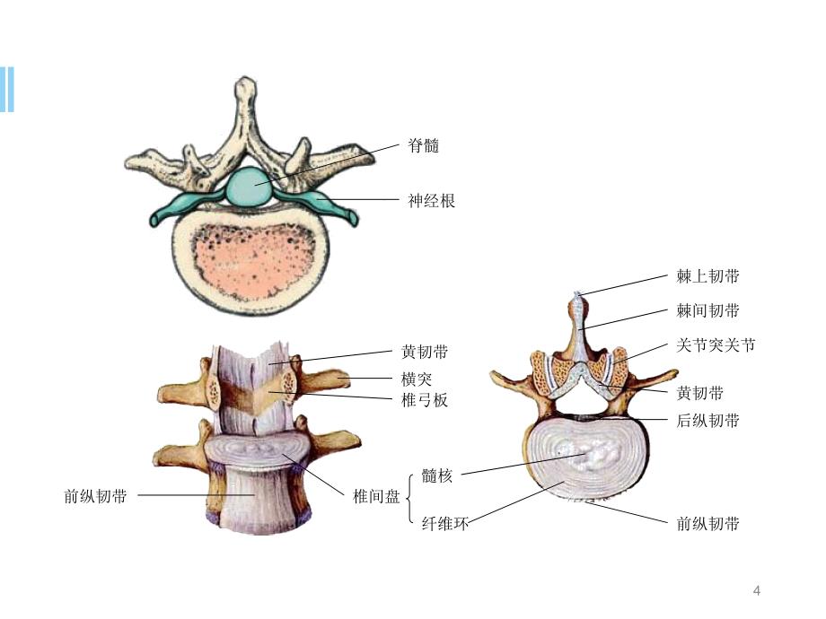 优质医学脊柱常见疾病_第4页