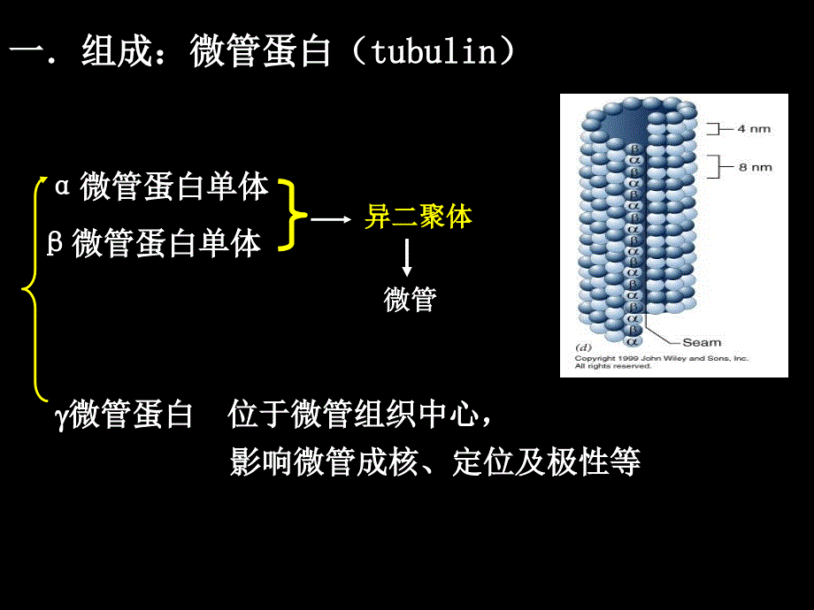 细胞生物学细胞骨架与细胞运动_第4页