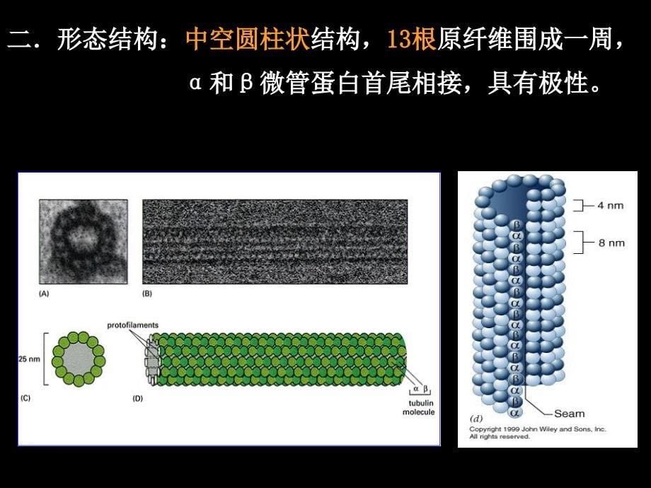 细胞生物学细胞骨架与细胞运动_第5页