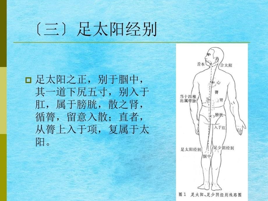 经络学足太阳膀胱经ppt课件_第5页