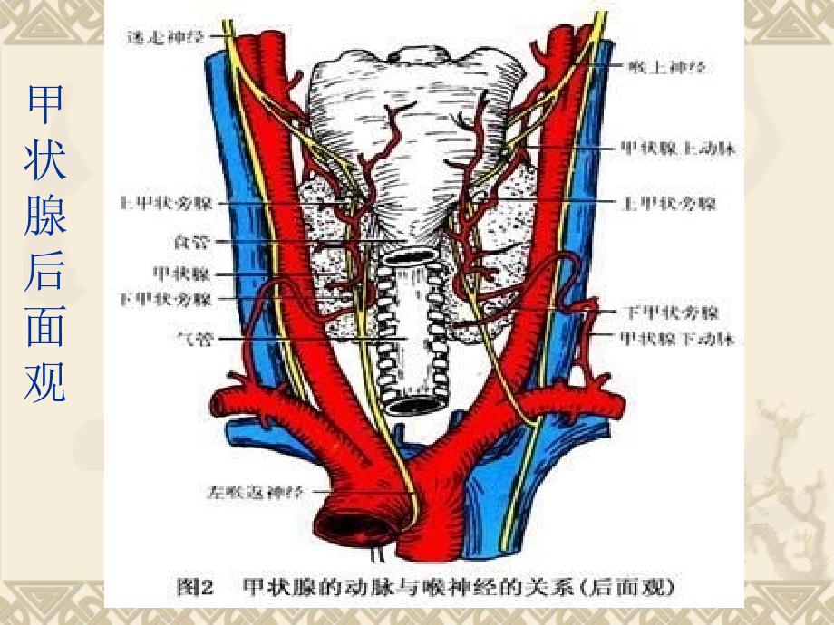 甲状腺常见疾病CT诊断_第3页