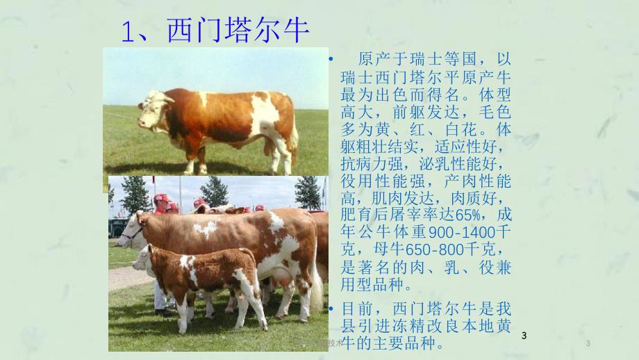 肉牛养殖技术课件_第3页