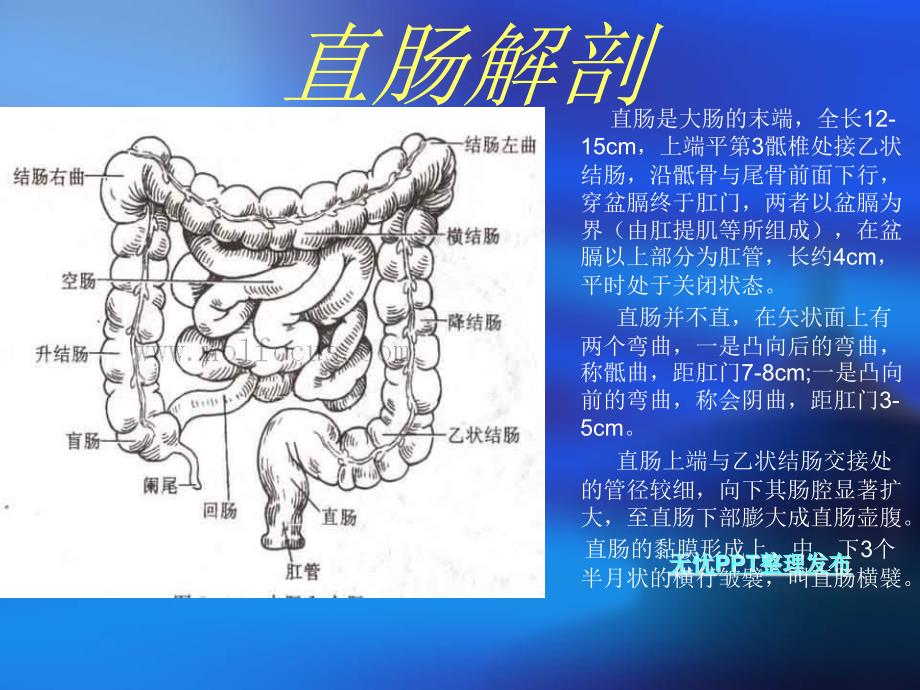 直肠癌手术配合讲义课件_第3页