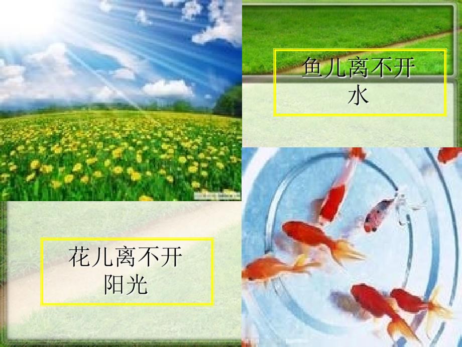 生物与环境的关系课件_第4页