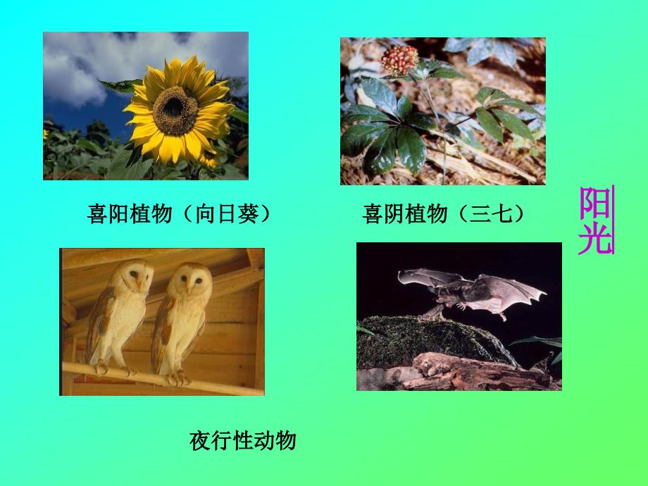 1、1、2环境影响生物的生存_第4页