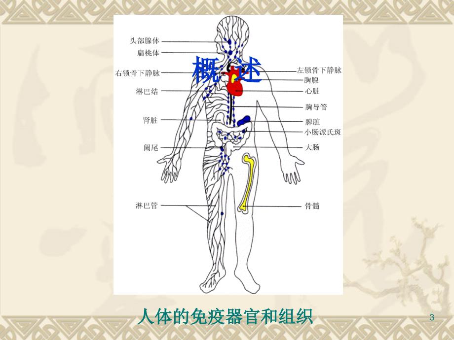 医学免疫学教学课件：第二章 免疫器官和组织_第3页