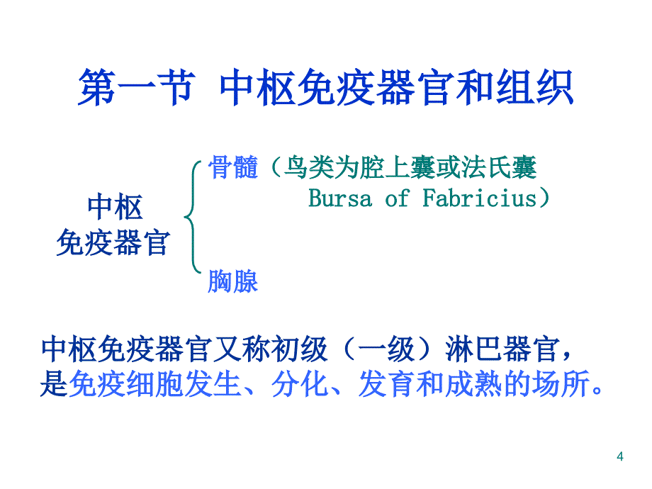 医学免疫学教学课件：第二章 免疫器官和组织_第4页