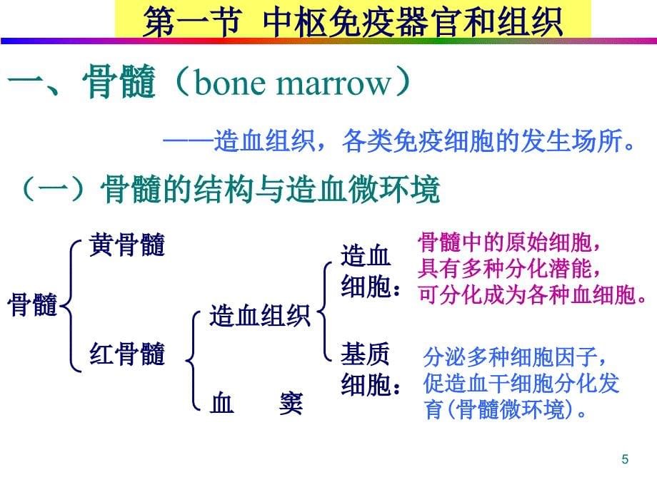 医学免疫学教学课件：第二章 免疫器官和组织_第5页