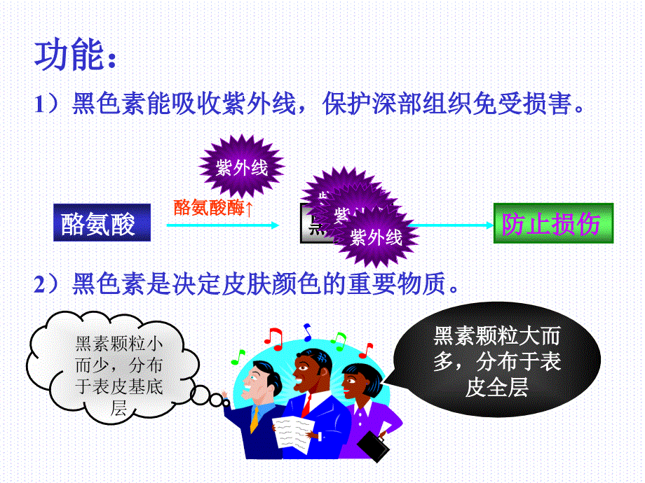 组织学与胚胎学第11章皮肤下_第2页