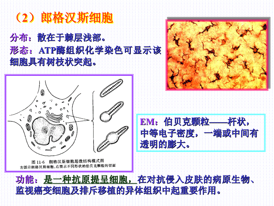 组织学与胚胎学第11章皮肤下_第3页