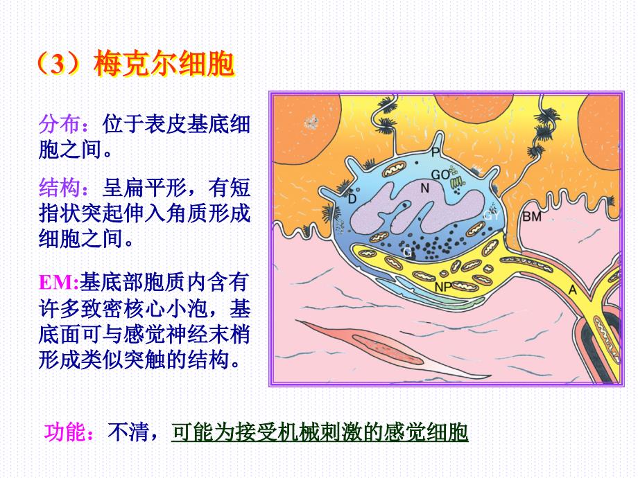 组织学与胚胎学第11章皮肤下_第4页