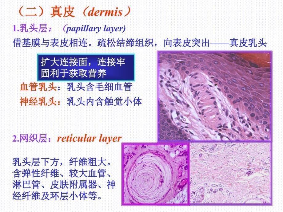 组织学与胚胎学第11章皮肤下_第5页