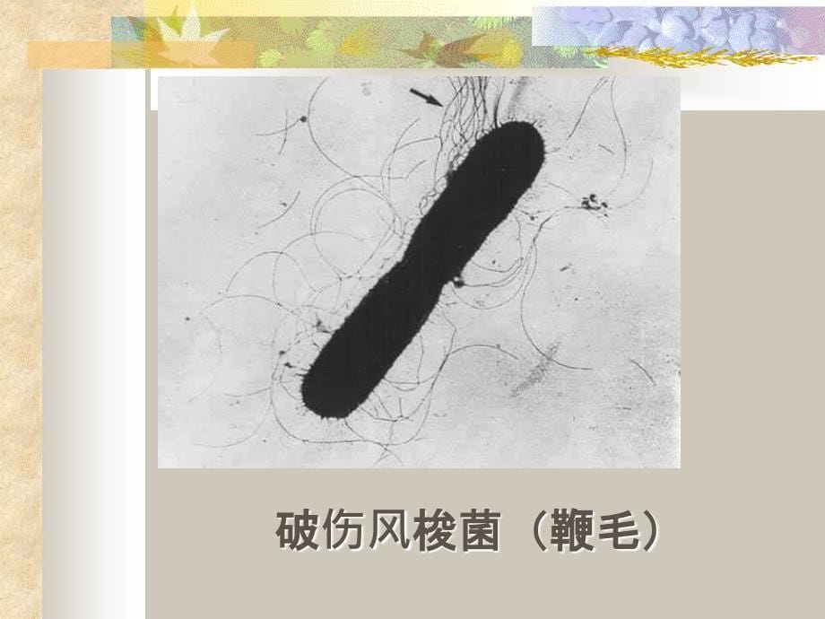 医学微生物实验_第5页