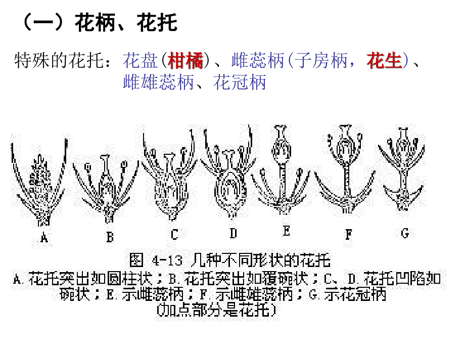 奥赛冲刺第3轮考点串讲植物学繁殖_第4页