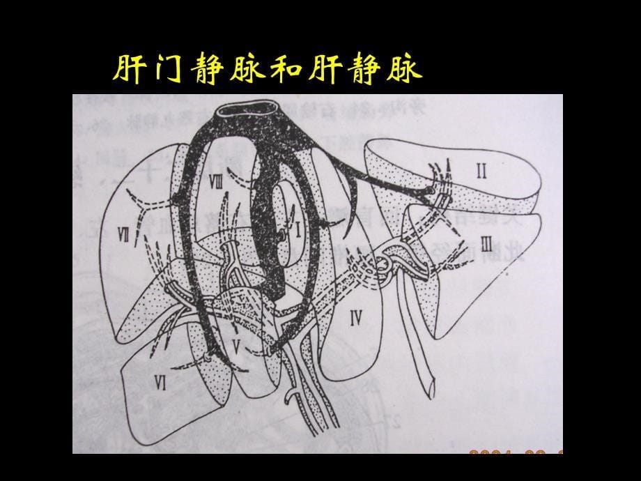 腹部CT正常解剖PPT课件_第5页