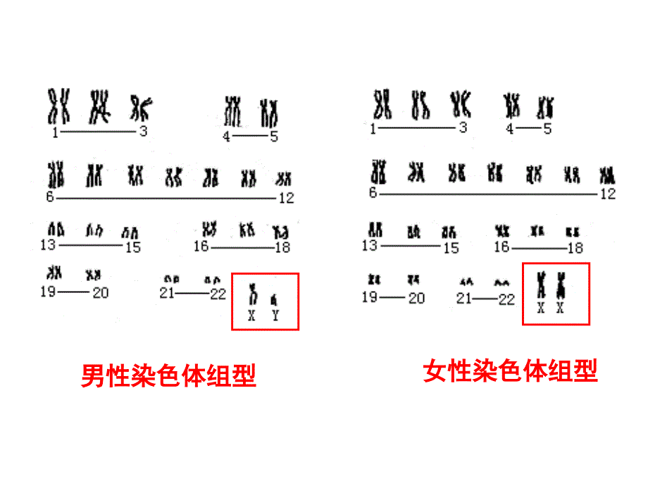 第三节伴性遗传_第4页