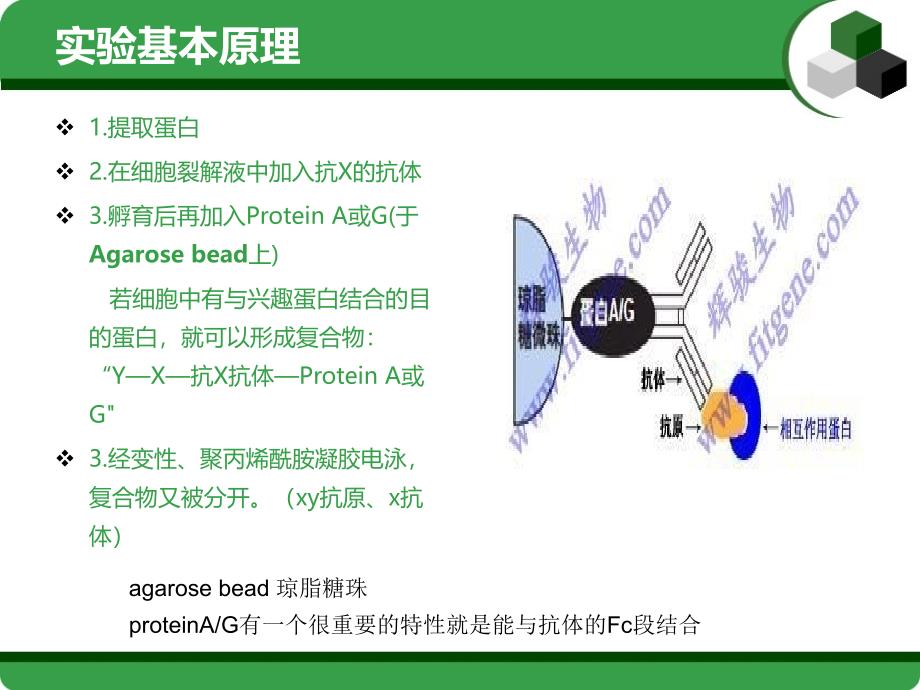 疫共沉淀原理及注意事项课件_第4页