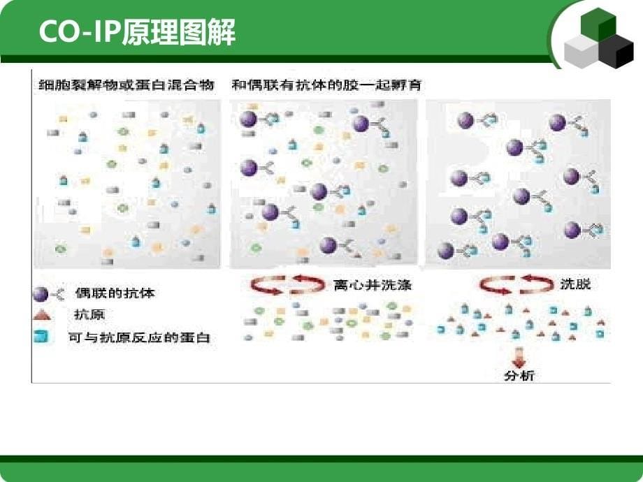 疫共沉淀原理及注意事项课件_第5页