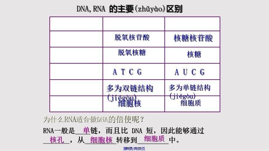 4.1.1基因指导蛋白质的合成实用教案_第5页