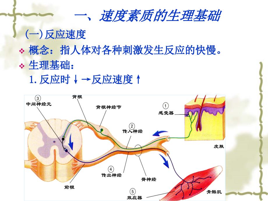 《速度与无氧耐力》PPT课件.ppt_第4页