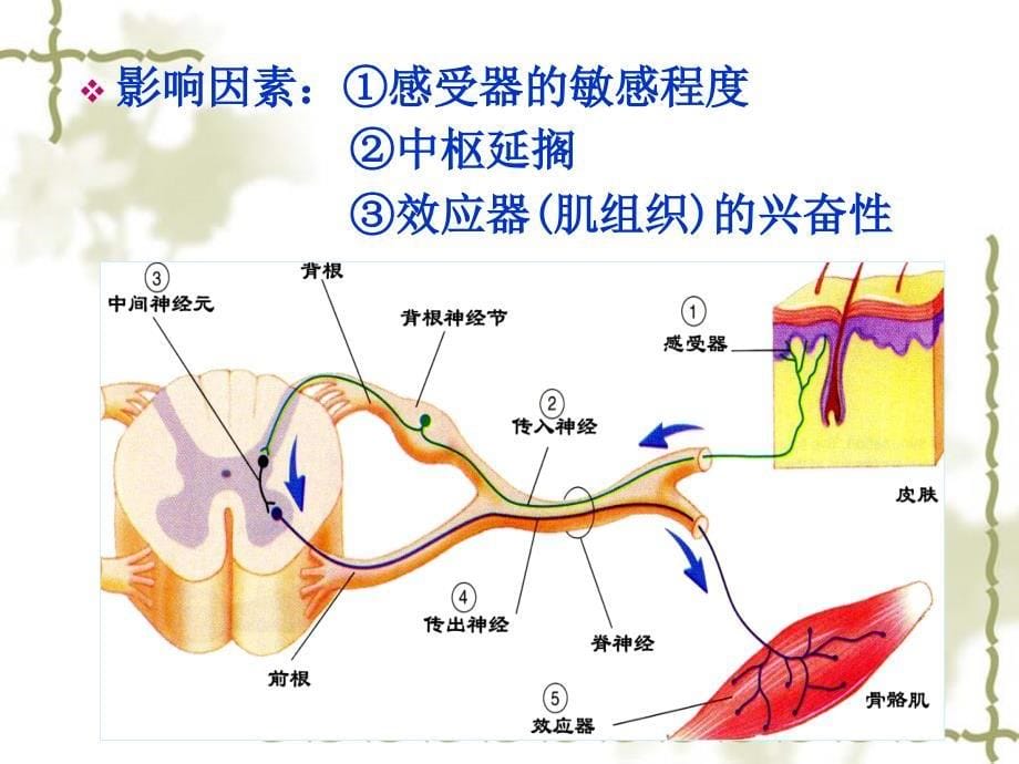 《速度与无氧耐力》PPT课件.ppt_第5页