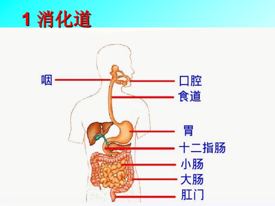 消化与吸收济南版课件_第4页