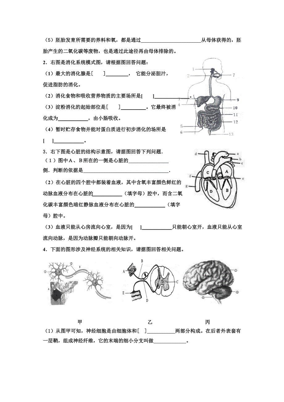 七年级下册生物模拟试卷及答案.doc_第3页