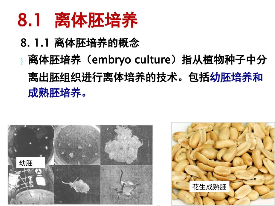 第八章植物的胚胎培养_第4页